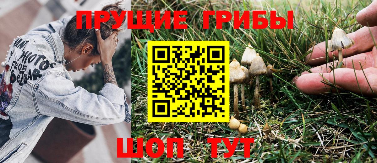 Новомосковск  Псилоцибиновые грибы Cubensis  купить наркотик  Вход с VPN 